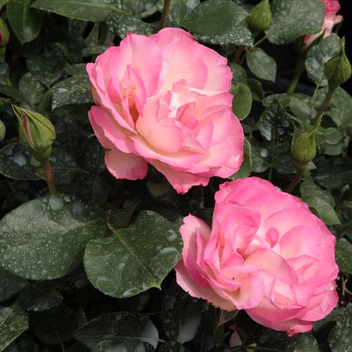 Shop - Rosa Bordure Rose™ - rosa - floribundarosen - diskret duftend - Georges Delbard - Imposante Sorte mit Blüten in Büscheln und buschiger Form.